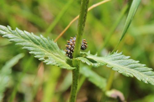 Melitaea sp.